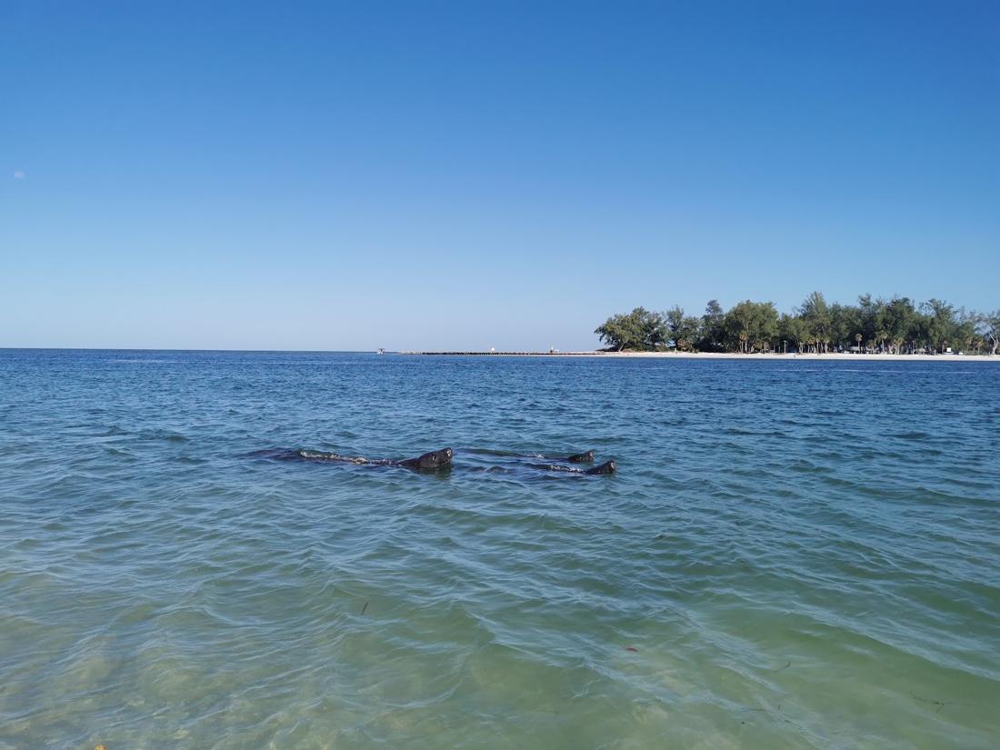 Seekühe im flachen Wasser