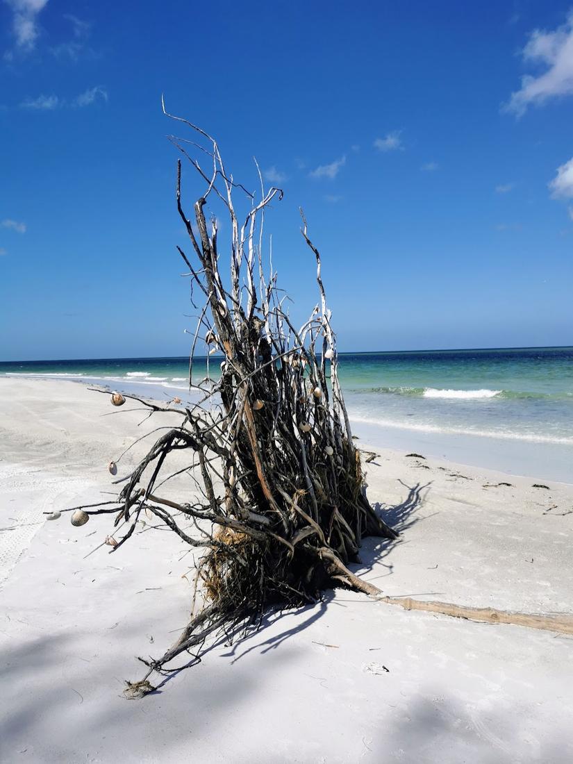 Treibholz mit Muscheln am Strand