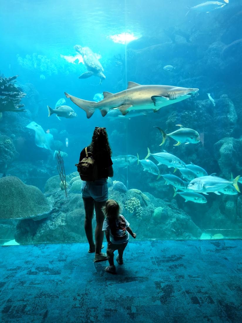 Im Florida Aquarium in Tampa